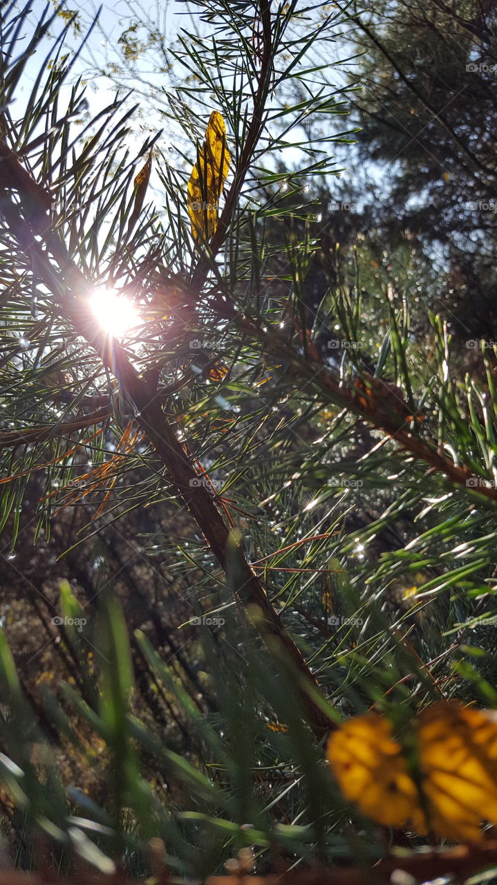 No Person, Nature, Outdoors, Tree, Fair Weather