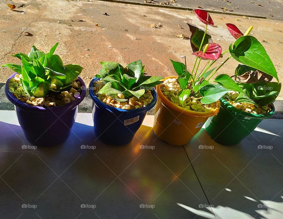 Little plants taking in the morning sun: mini red anthurium and mini sword of São Jorge!