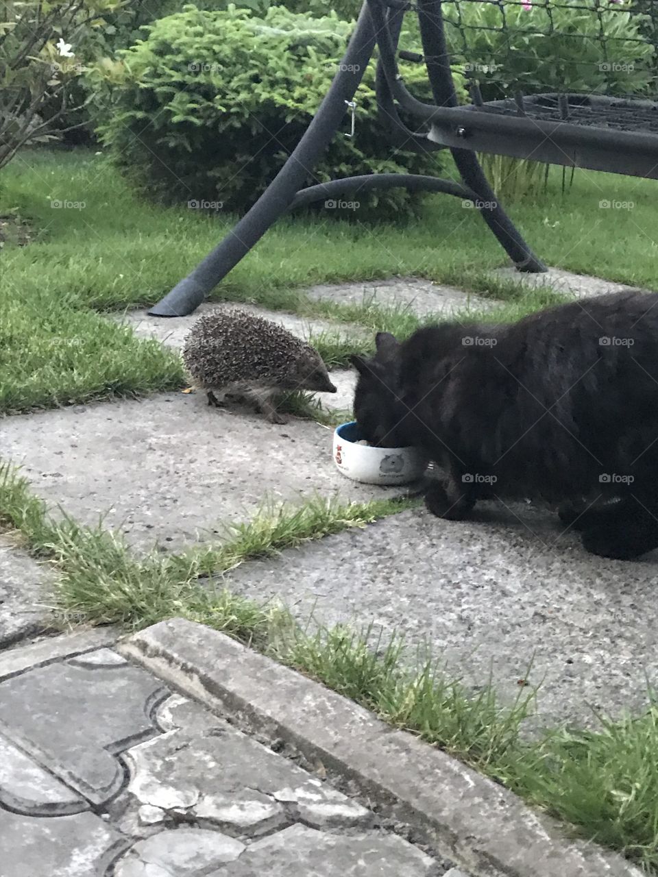 Hedgehog came to eat