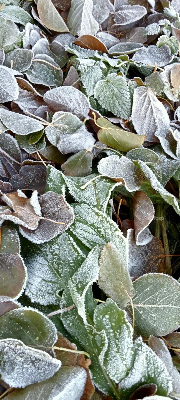 morning frost