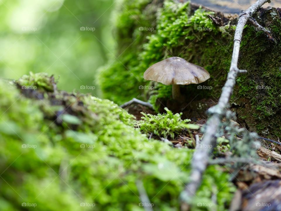 Mushroom on moss in sunny forest