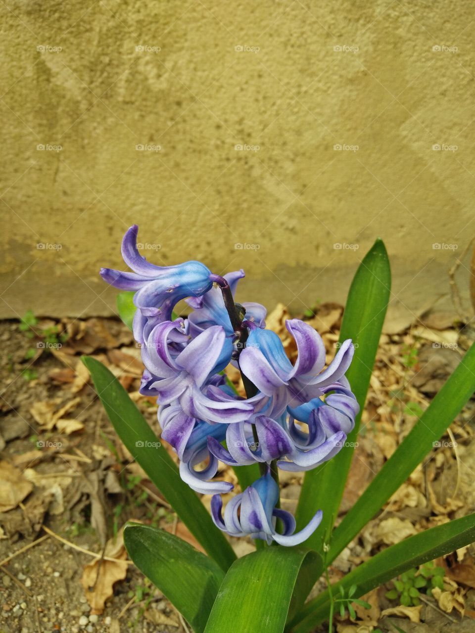 a colorful purple hyacinth flower in bloom in springtime in a garden