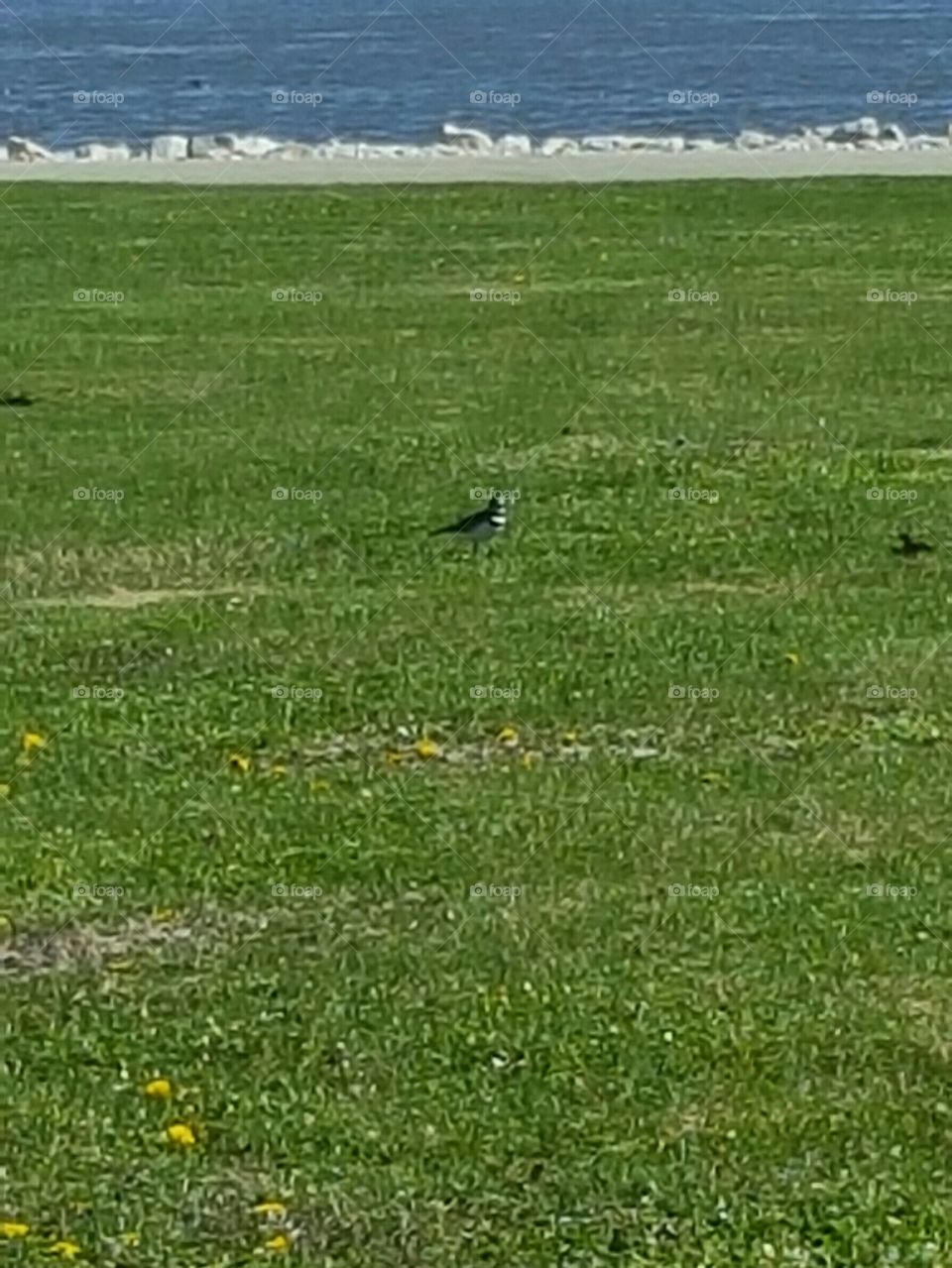 bird in the grass