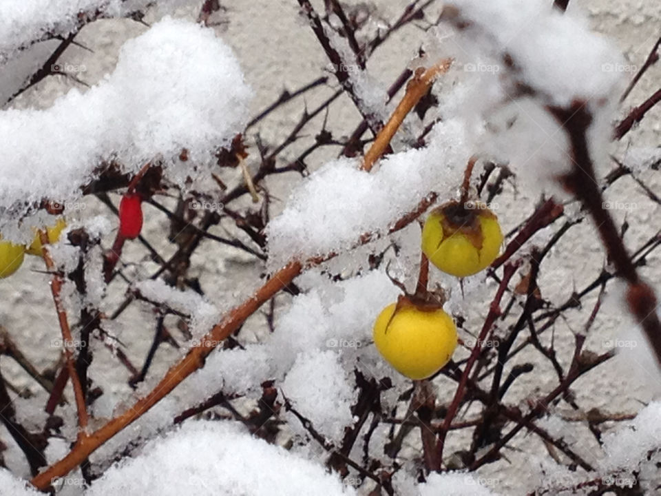 Berries in the snow