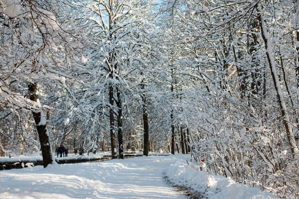 View of forest during winter