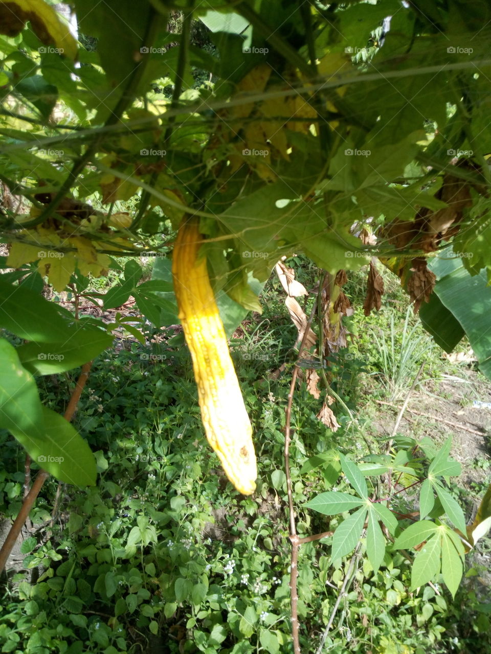the yellow ampalaya plantation