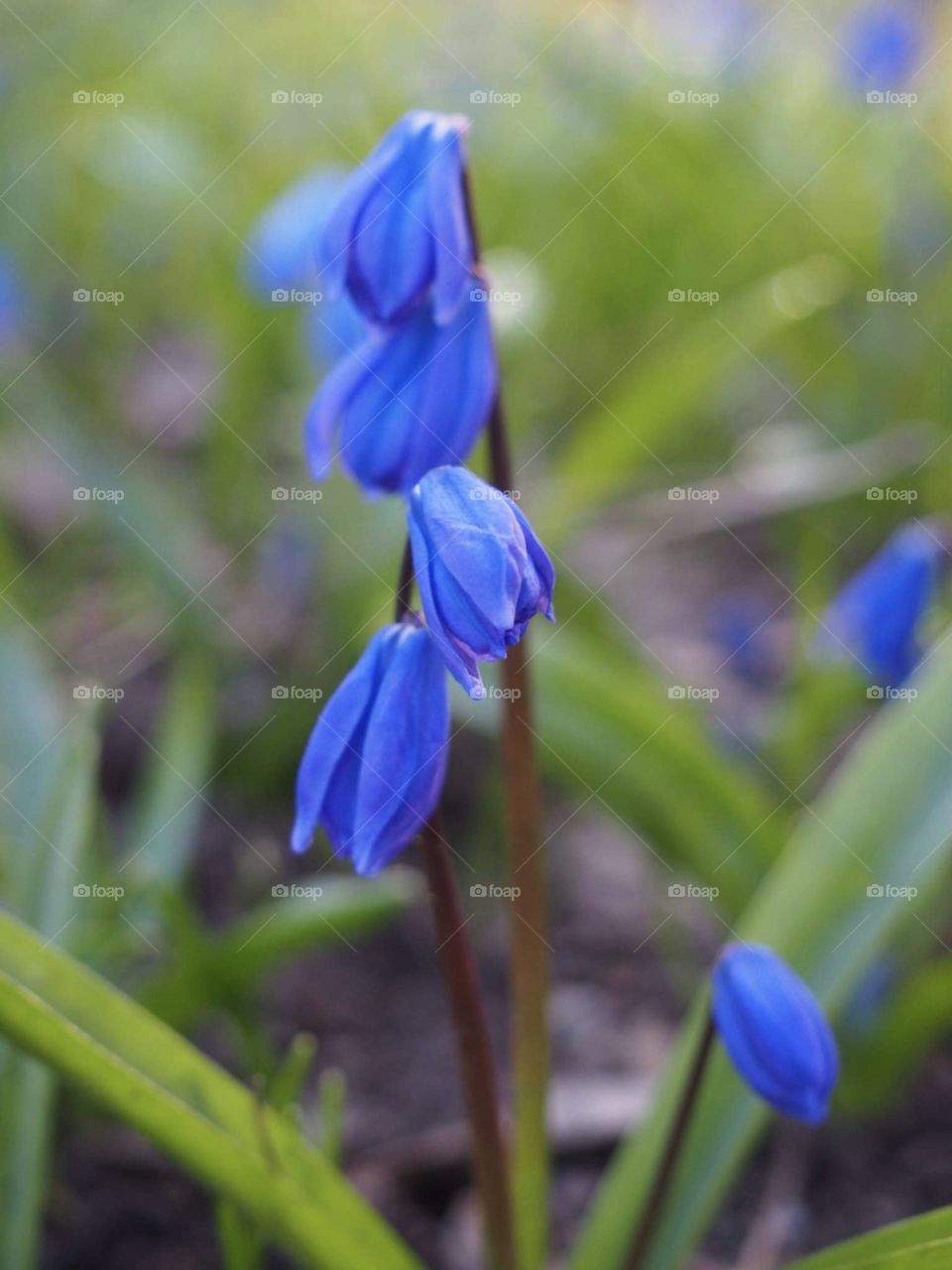 Scilla
