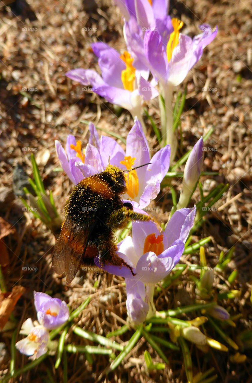 Bumble bee on crocus flower full of pollen