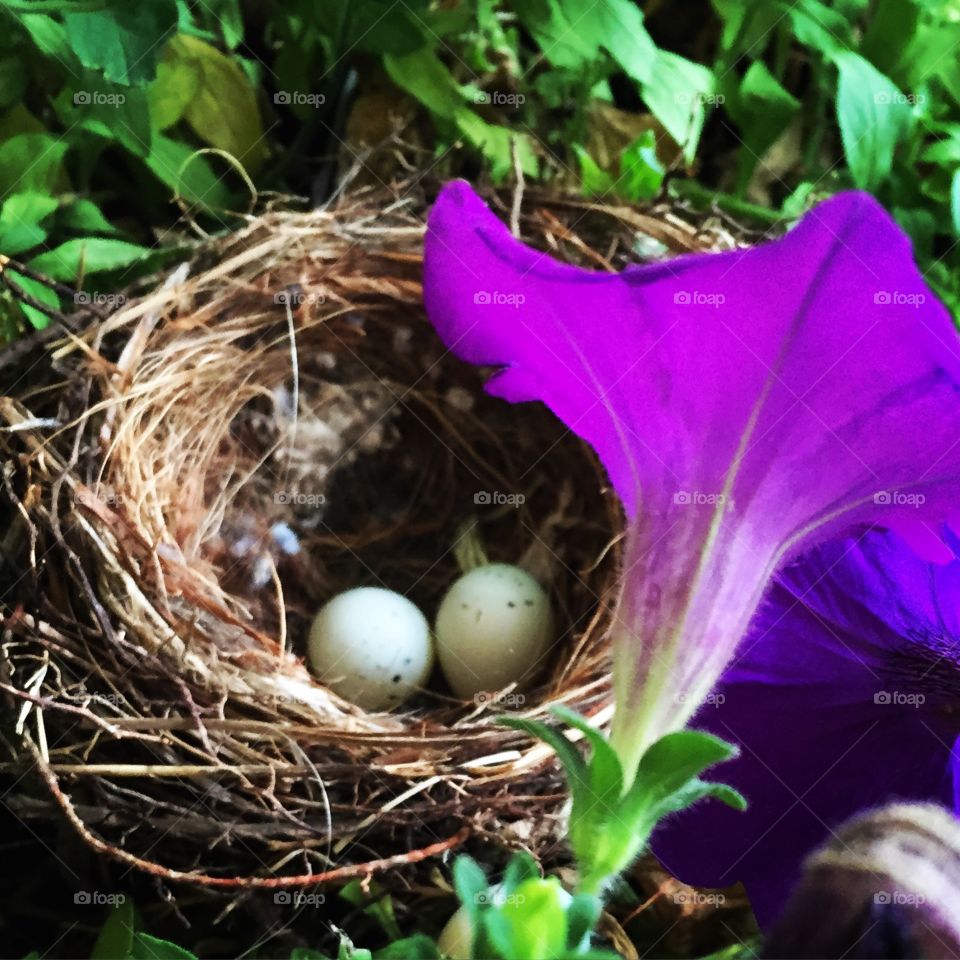 Nest