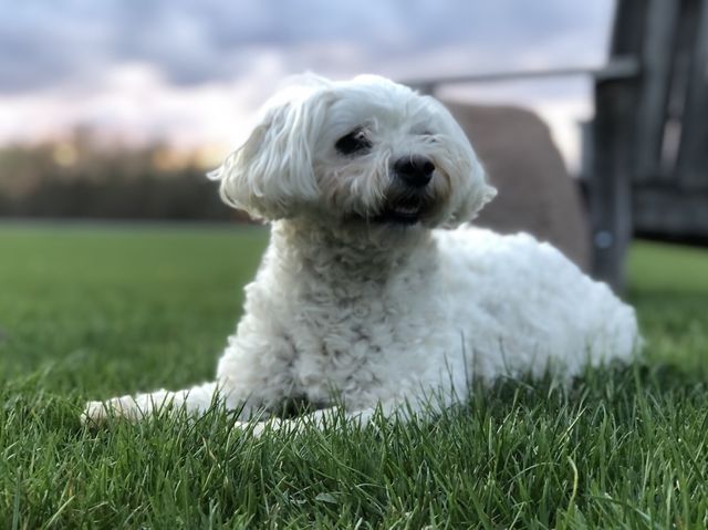 White Bichon