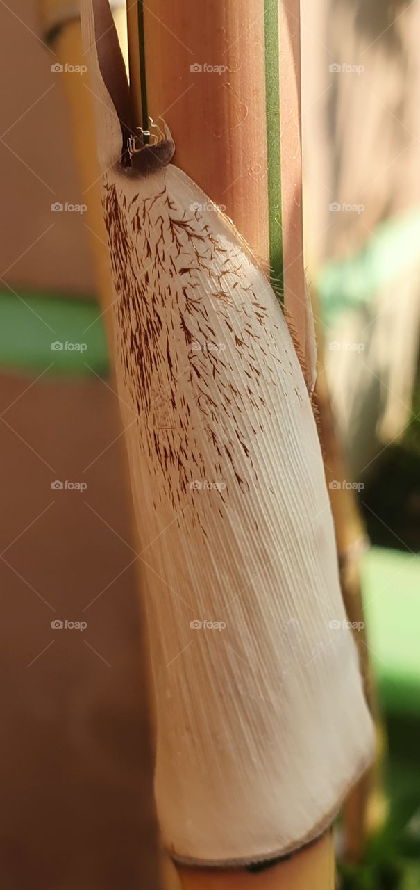 feathers on bamboo stems