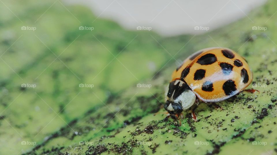 Lady bug