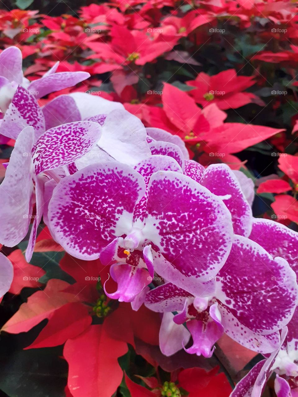 flores de color magenta