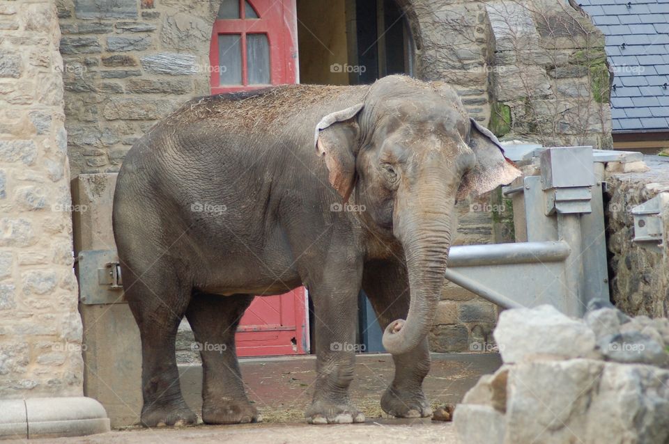 Elephant . Elephant at the zoo 