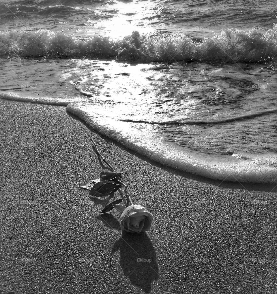 Black and white picture of rose on the beach