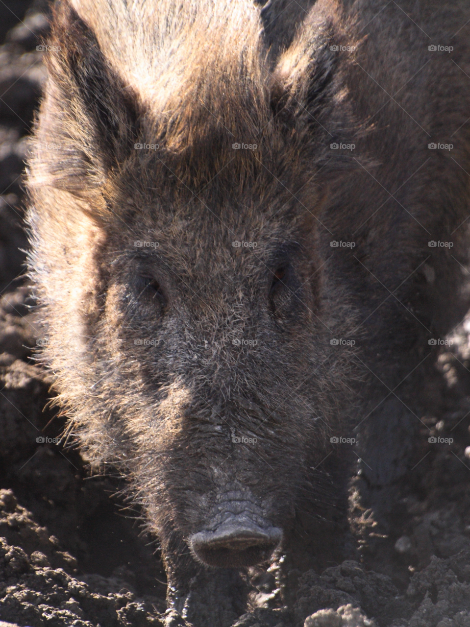 Wild boar