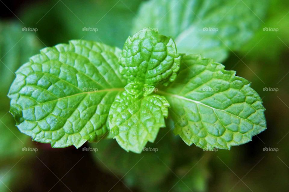 Hortelã mint mentha spicata