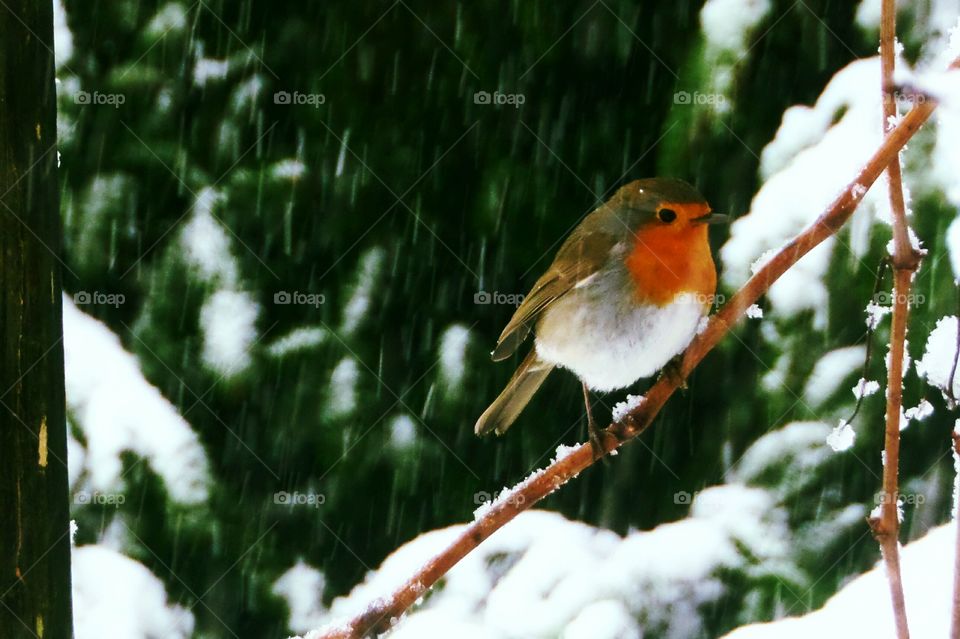 redbreast robin. birdy winter