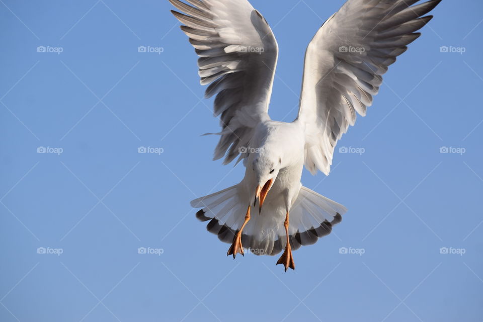 Bird flying in sky