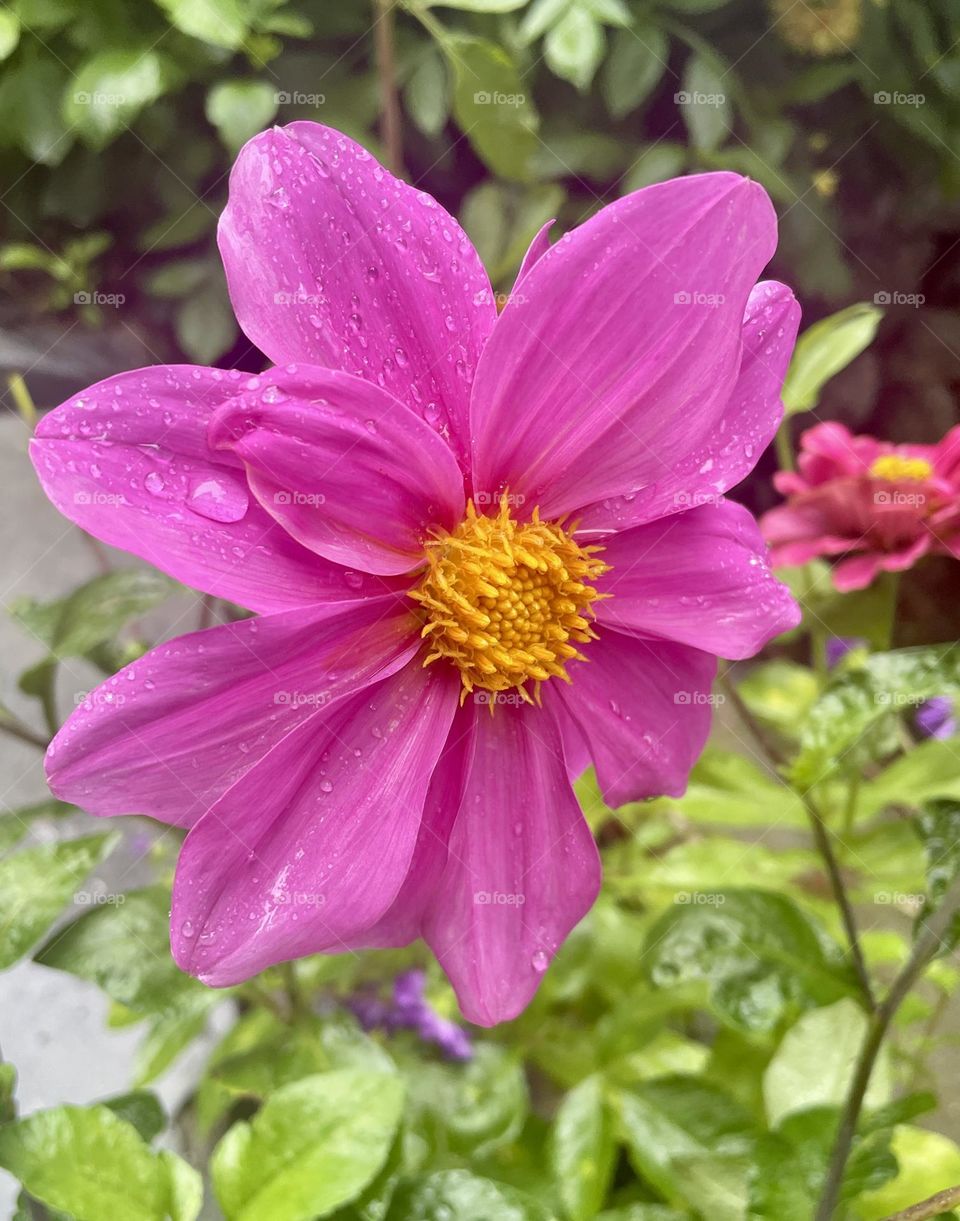 Florals beauty in rain 