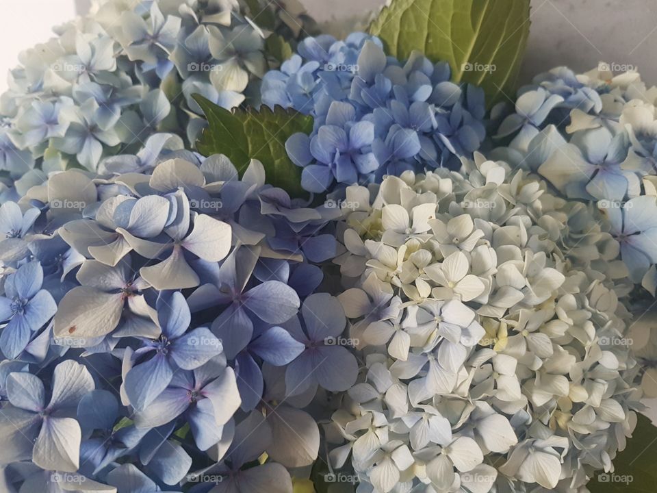 Blue Hydrangea Flowers