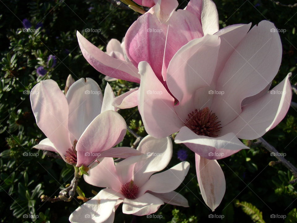 Magnolias blooms