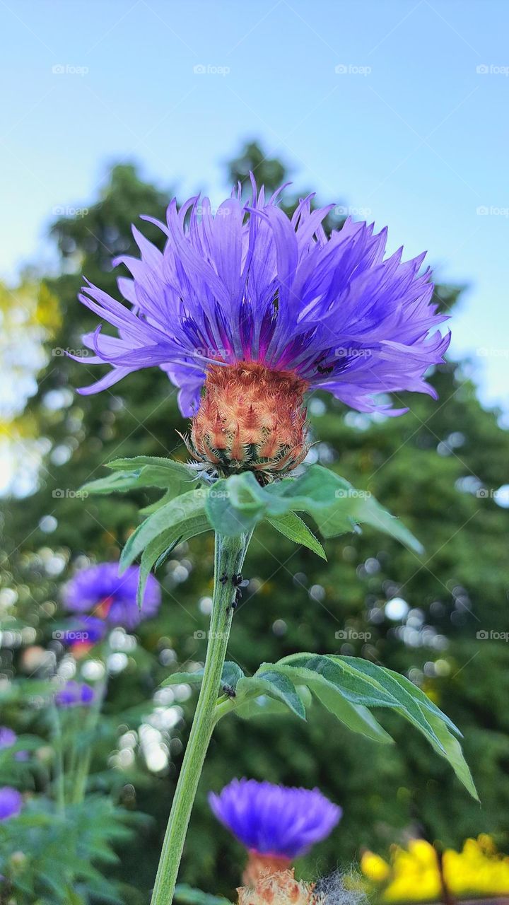 flowers