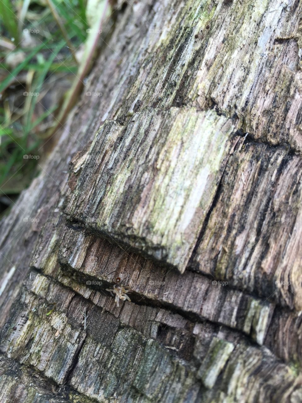 Log wood grain pattern