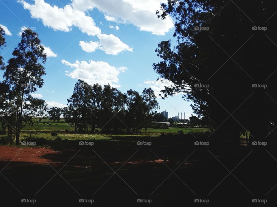 Trees are lined up in farmland. cloudy skies.