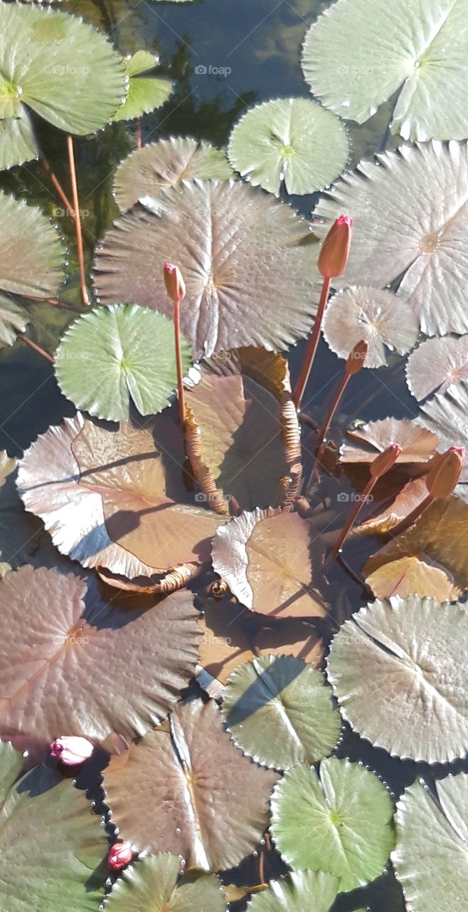 garden of the Leela goa hotel