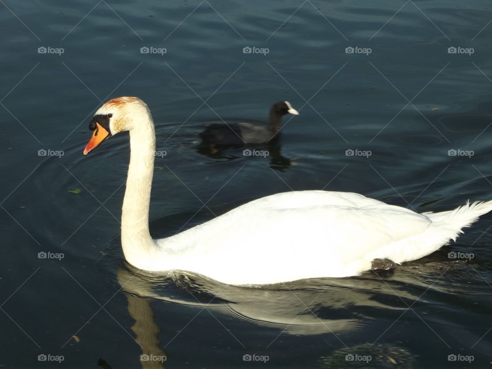 Swimming With A Friend