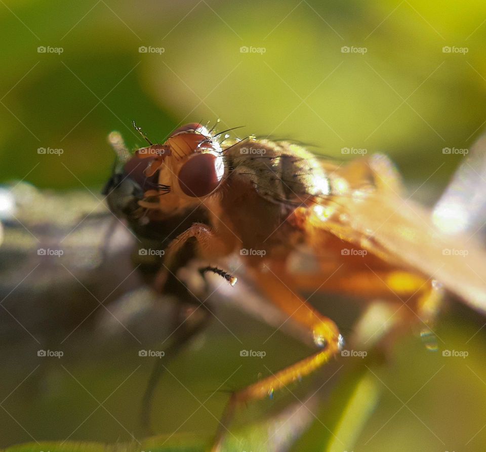 An insect eats a fly