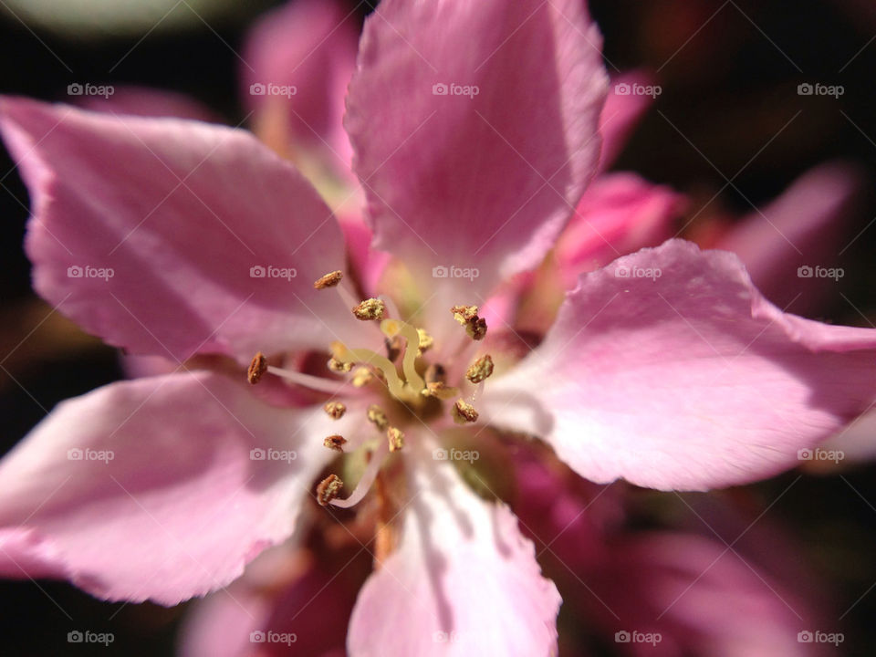 Flower close up.