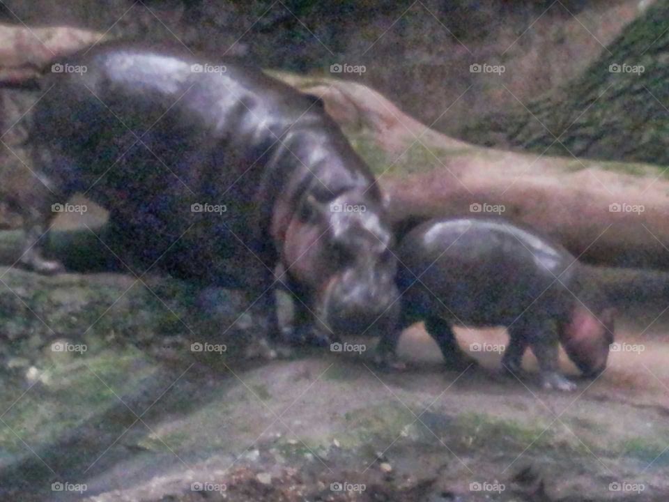 pigmy hippos