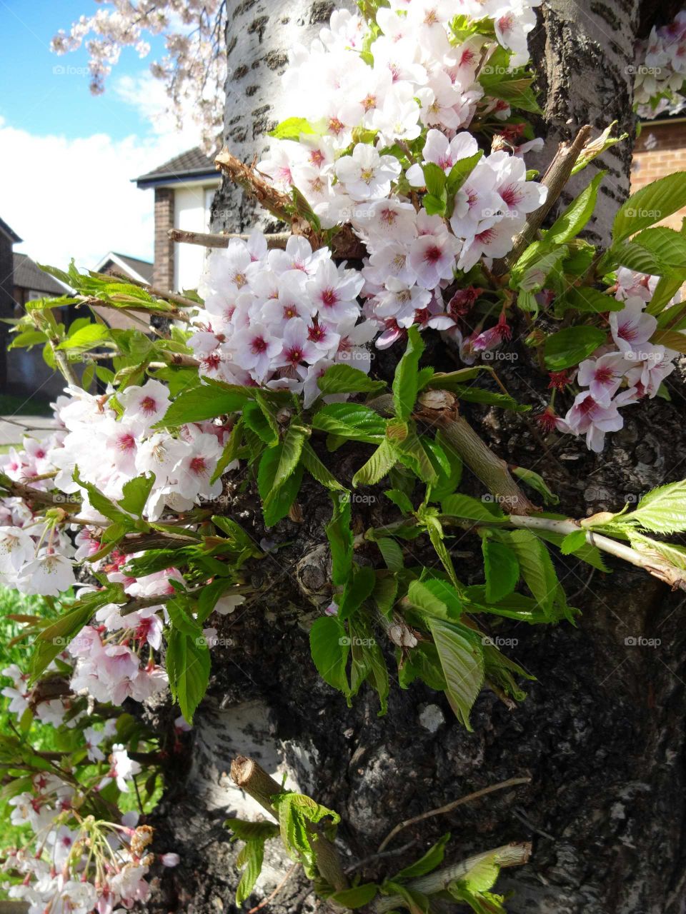 Scenic view of cherry blossoms