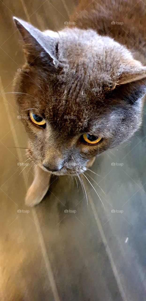 Dark grey cat with yellow eyes