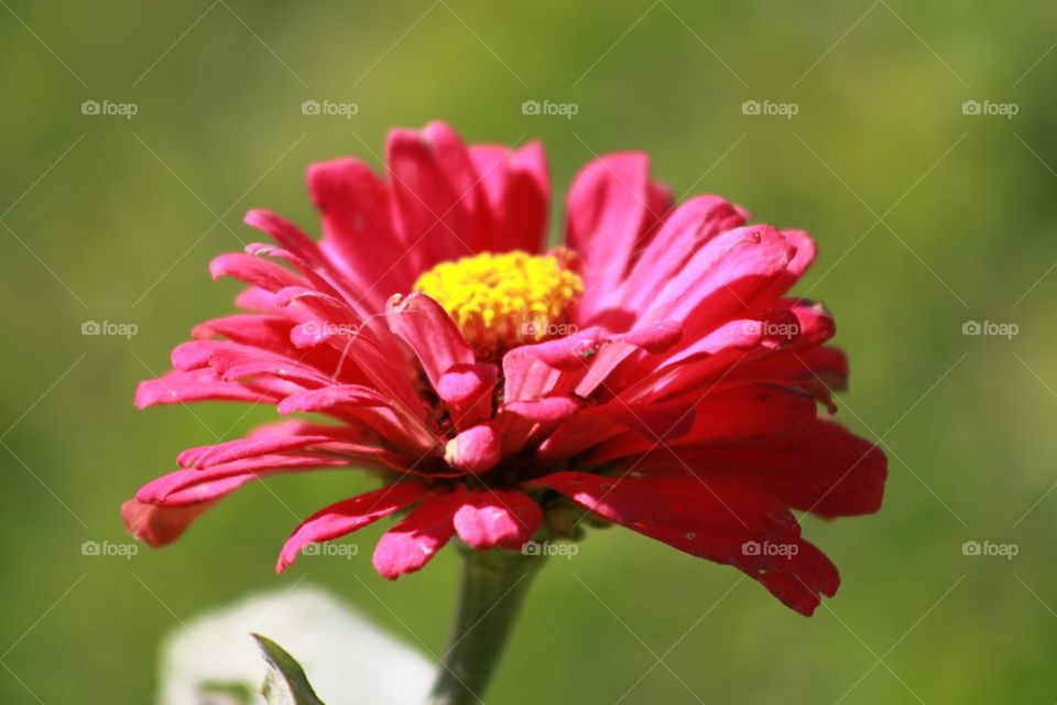 Close-up of pink flower