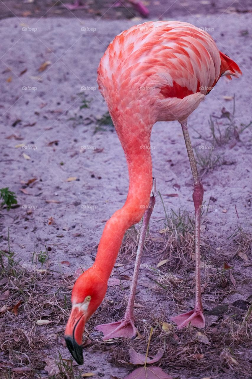 Pink flamenco bird