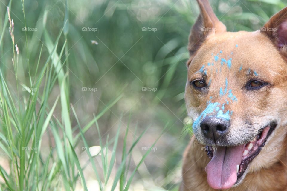 Blue portrait 