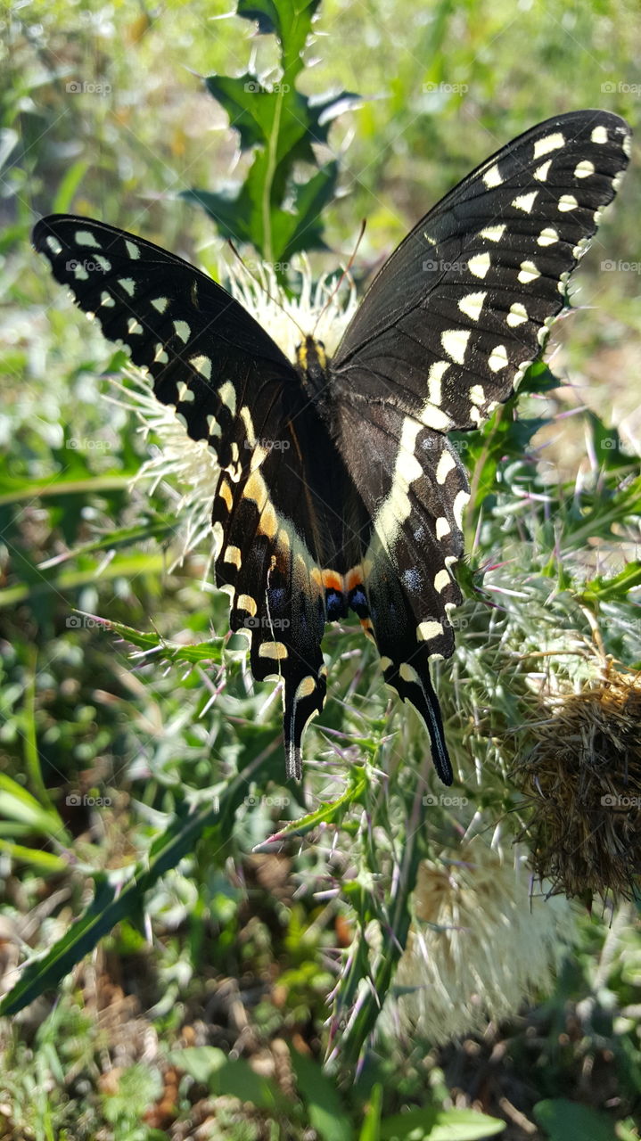 butterfly