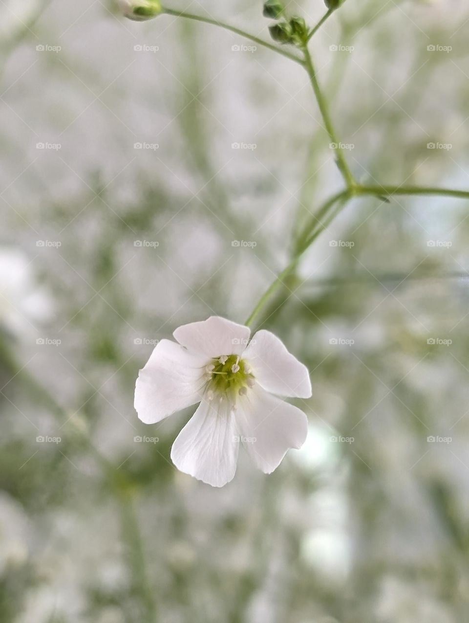 Close up of Baby's breath (Gypsophila paniculata)