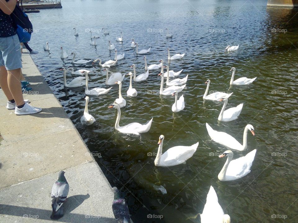 Bird, Water, Lake, Swan, Seagulls