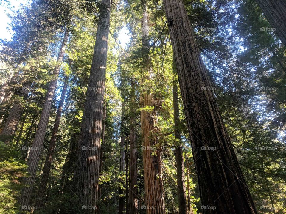 Lady Bird Johnson Grove - Looking Up at Redwood Trees in a Forest in California