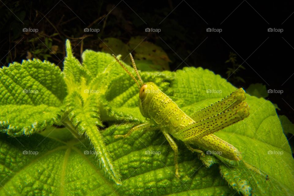 Young grasshopper 