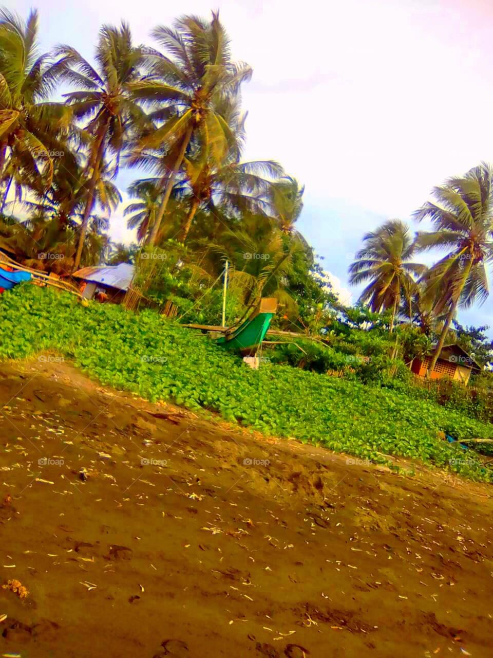 Coconut tree near the sea.