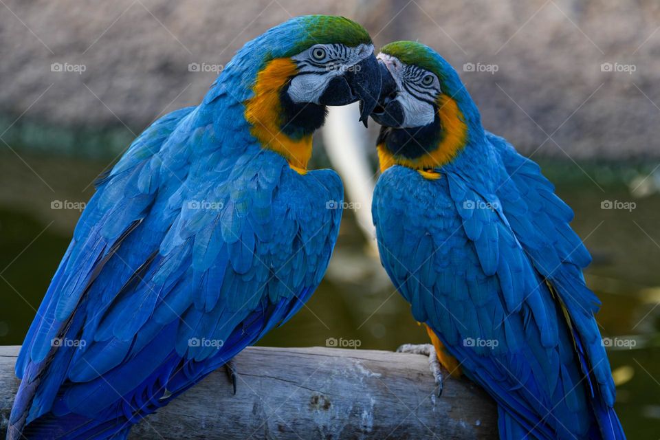 Two blue and gold macaws share a moment