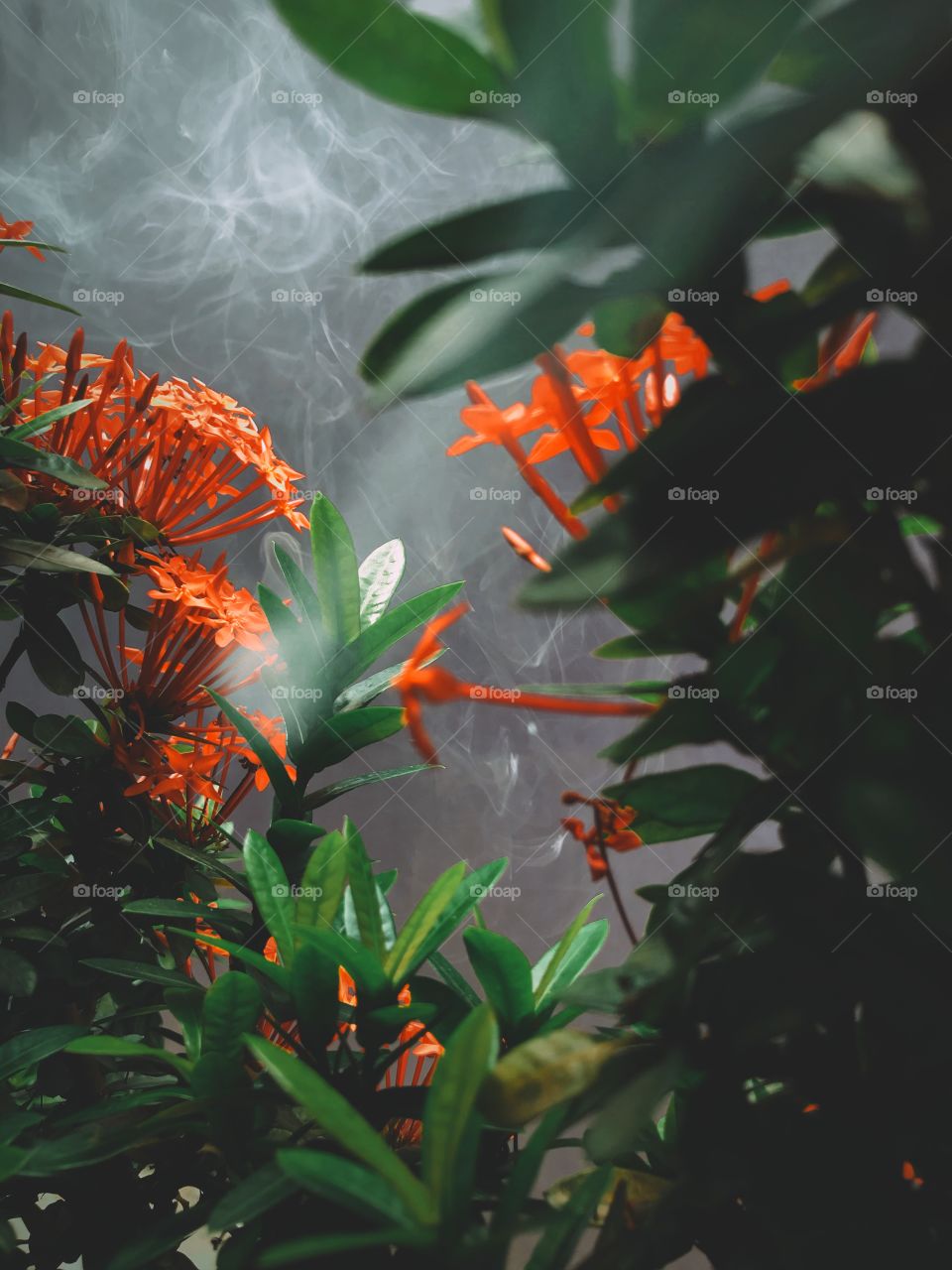Red flower and green leaves with little smoke around.