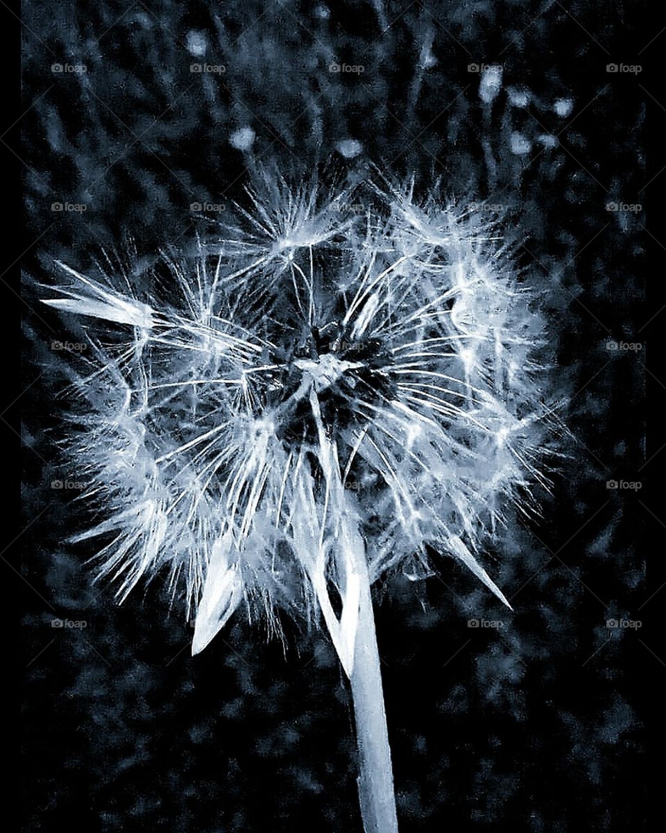 Black and white photo.  Contrast.  Dandelion