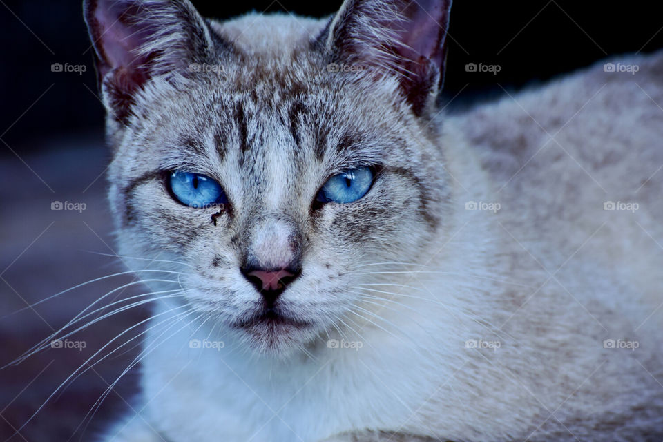 blue eyes