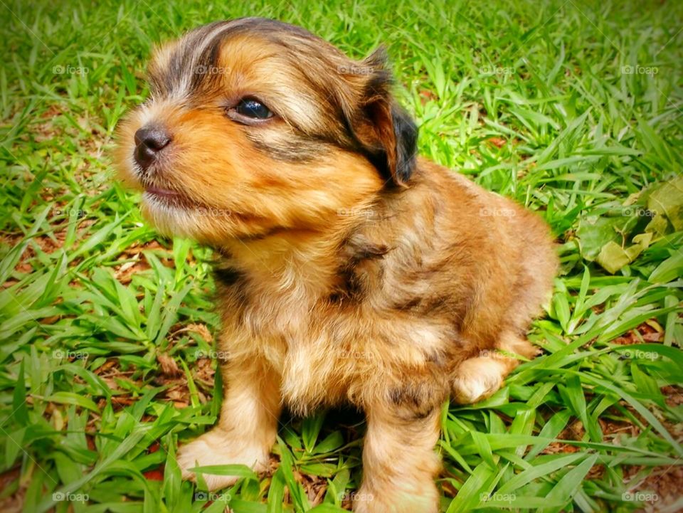 cachorro filhote dog pet